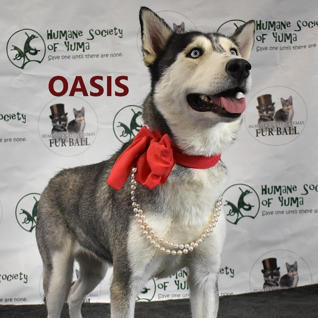 Enlarge Oasis, a Adoptable Husky in Yuma, AZ image 3/3