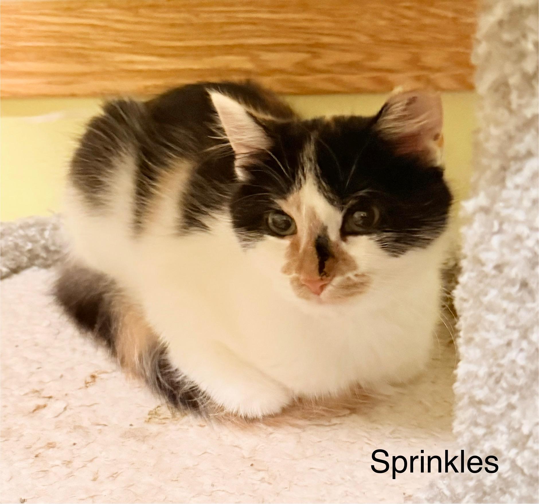 Sprinkles