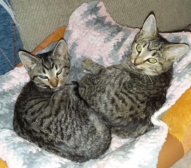 Enlarge Sushi (bonded with Ice Cream), a Adopted mixed breed in Pickering, ON image 3/3