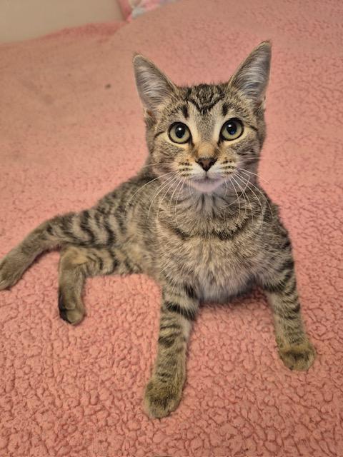 Enlarge Sushi (bonded with Ice Cream), a Adopted mixed breed in Pickering, ON image 1/3