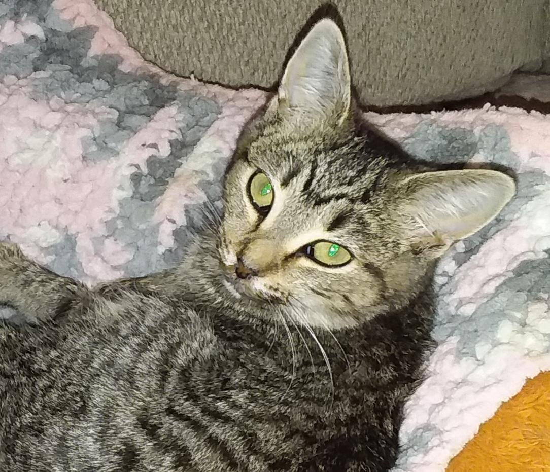 Enlarge Sushi (bonded with Ice Cream), a Adopted mixed breed in Pickering, ON image 2/3