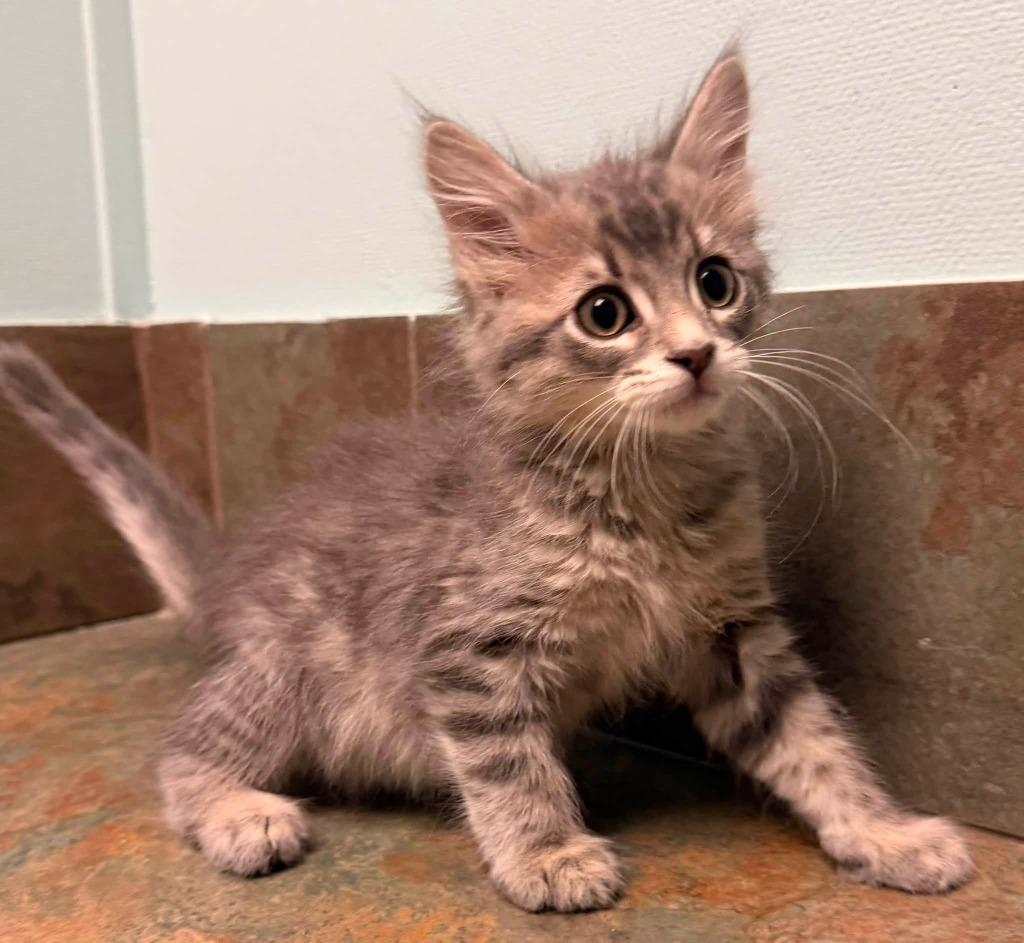 Enlarge New York, an adopted Domestic Long Hair in Columbus, NE image 1/1