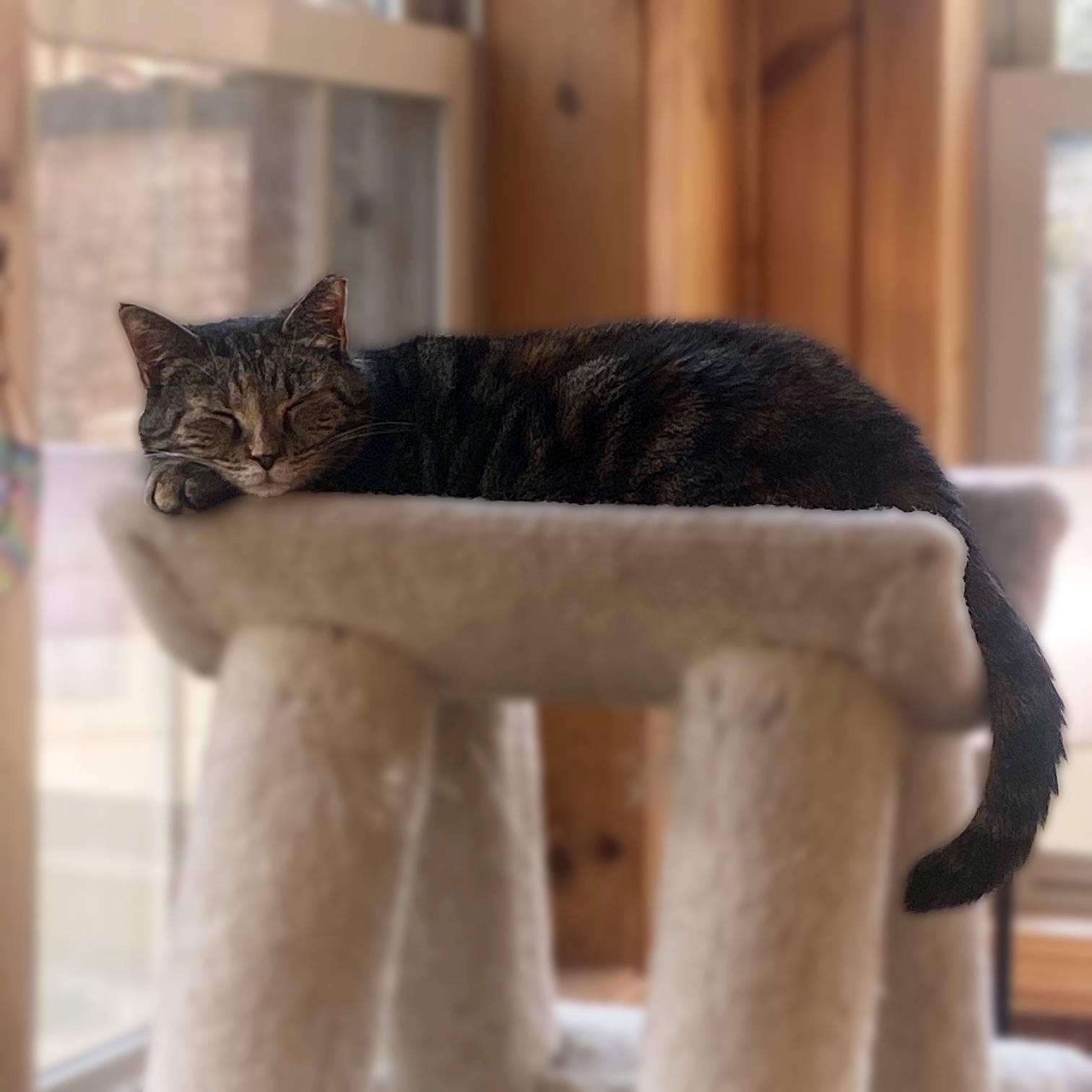 Enlarge Kandy (beautiful and shy), a Adoptable Domestic Short Hair in New Cumberland, PA image 4/6