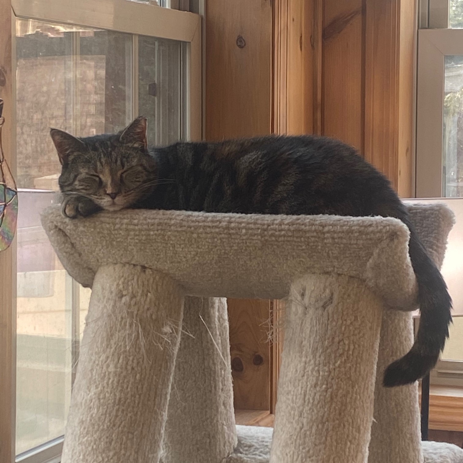 Kandy (beautiful and shy), a Adoptable Domestic Short Hair in New Cumberland, PA image 4/6