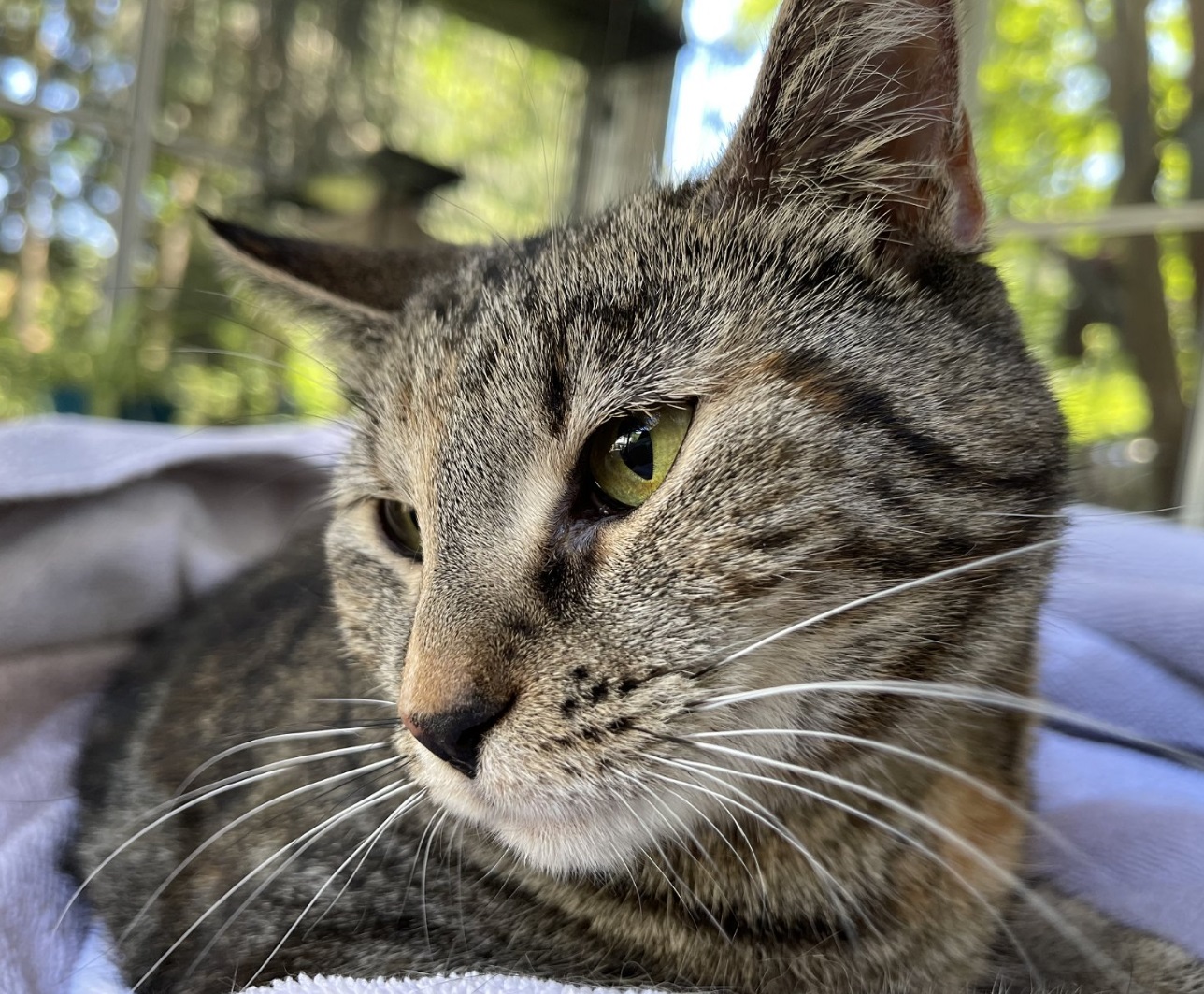Kandy (beautiful and shy), a Adoptable Domestic Short Hair in New Cumberland, PA image 5/6