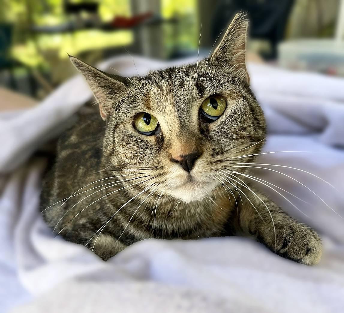 Kandy (beautiful and shy), Adoptable, Adult Female Domestic Short Hair.
