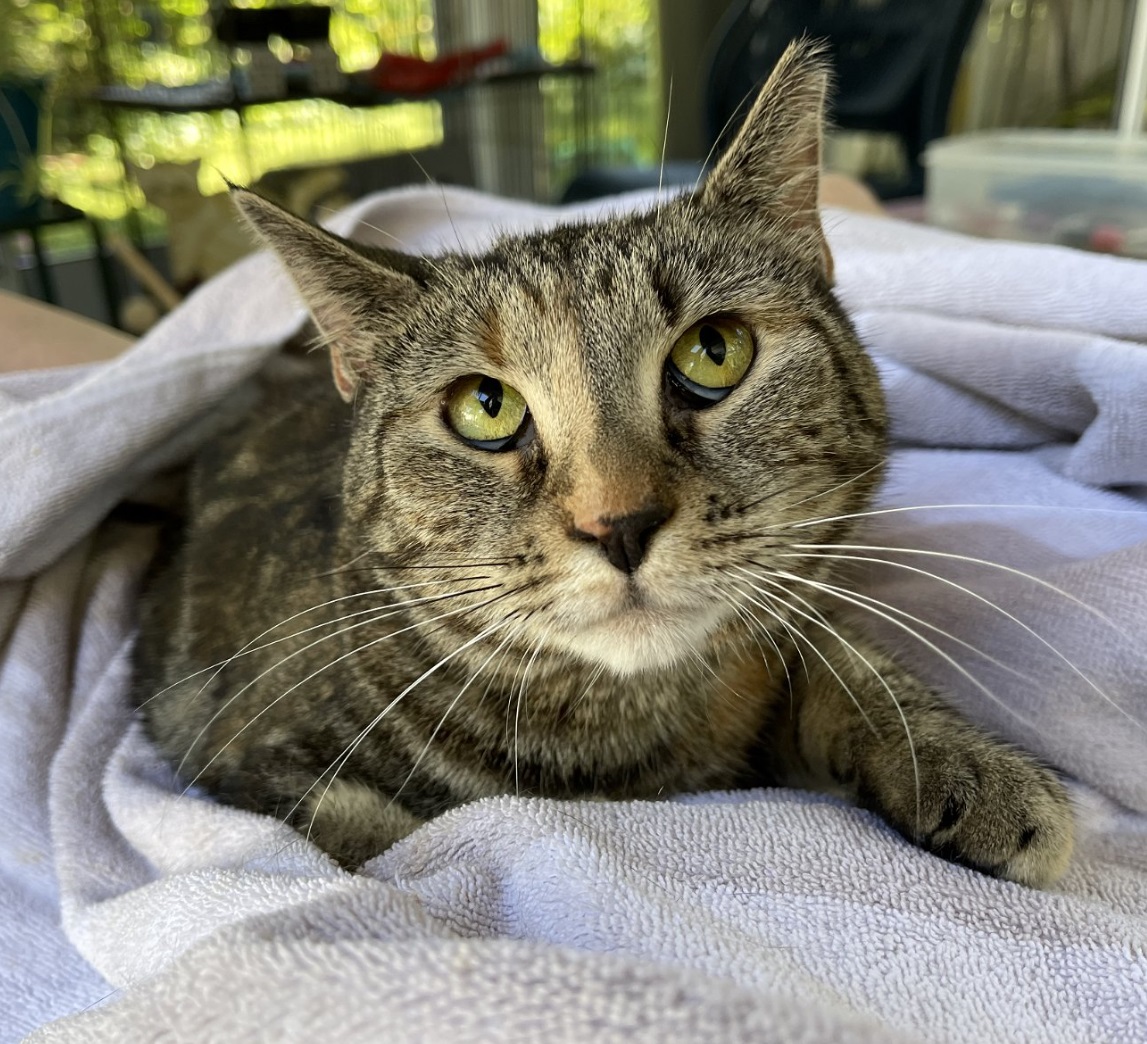 Kandy (beautiful and shy), Adoptable, Adult Female Domestic Short Hair.