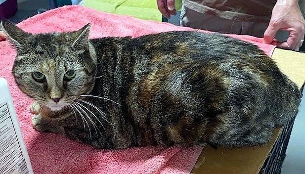 Enlarge Kandy (beautiful and shy), a Adoptable Domestic Short Hair in New Cumberland, PA image 3/6