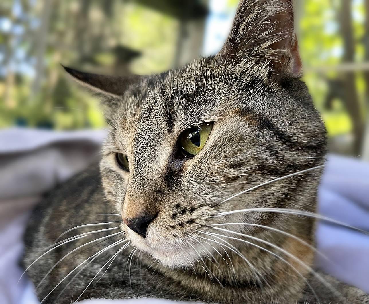 Enlarge Kandy (beautiful and shy), a Adoptable Domestic Short Hair in New Cumberland, PA image 5/6