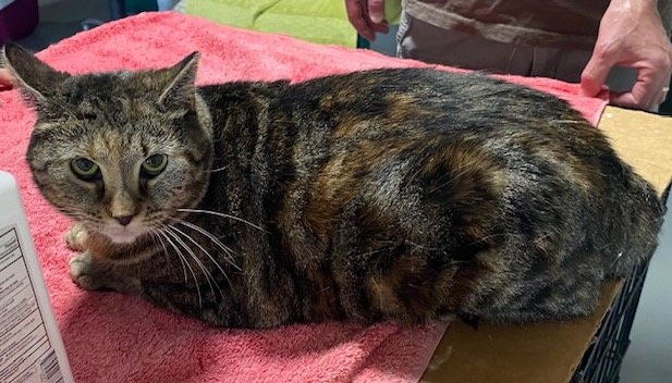 Kandy (beautiful and shy), a Adoptable Domestic Short Hair in New Cumberland, PA image 3/6