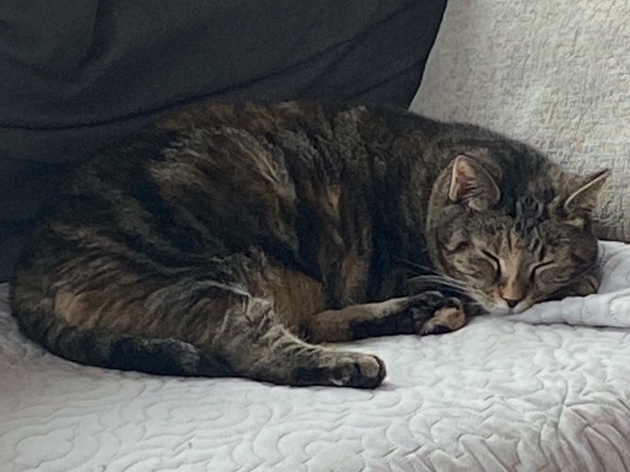 Kandy (beautiful and shy), a Adoptable Domestic Short Hair in New Cumberland, PA image 2/6