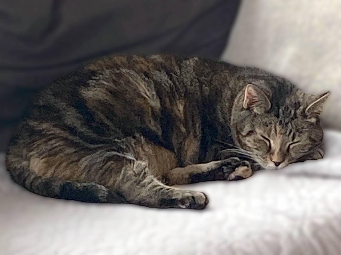 Enlarge Kandy (beautiful and shy), a Adoptable Domestic Short Hair in New Cumberland, PA image 2/6