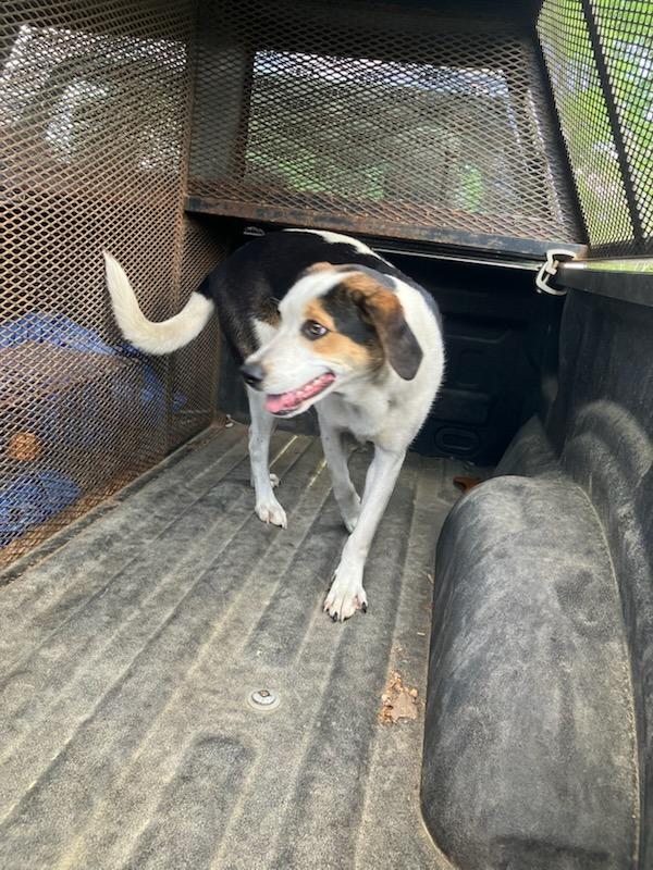 Holly- Available, Adoptable, Young Female Mixed Breed.