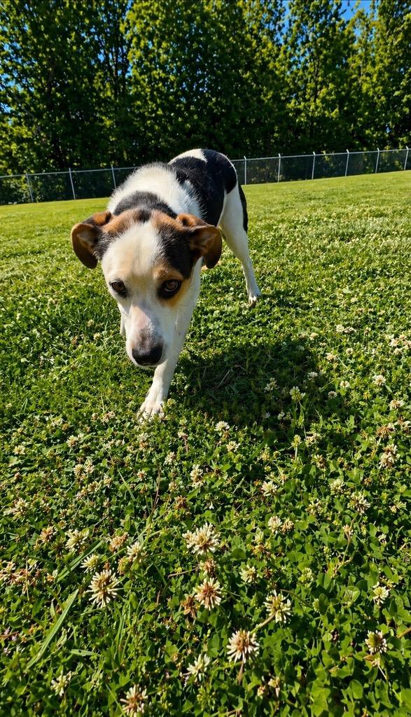 Enlarge Holly- Available, a Adoptable mixed breed in Chickamauga , GA image 2/4