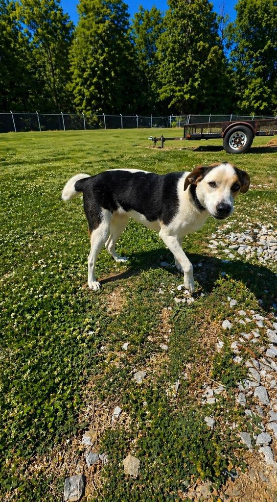 Enlarge Holly- Available, a Adoptable mixed breed in Chickamauga , GA image 3/4