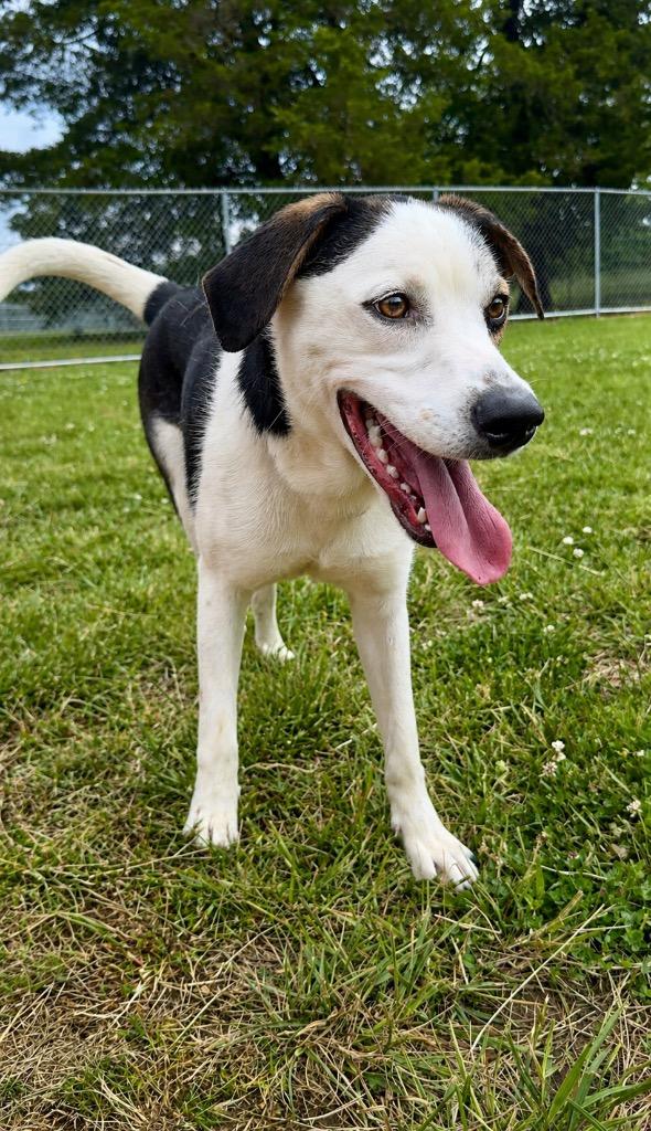 Enlarge Holly- Available, a Adoptable mixed breed in Chickamauga , GA image 4/4