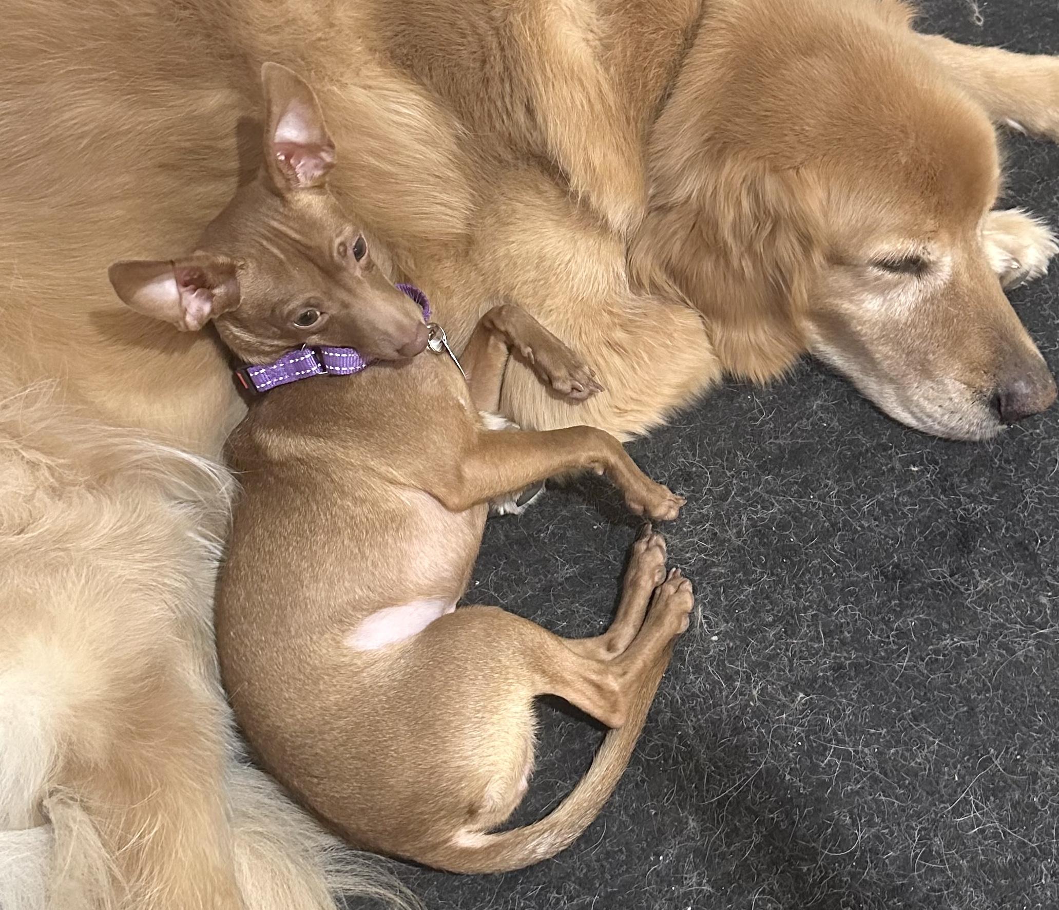 Enlarge Callie, a ADOPTABLE mixed breed in Brooklyn, NY image 2/6