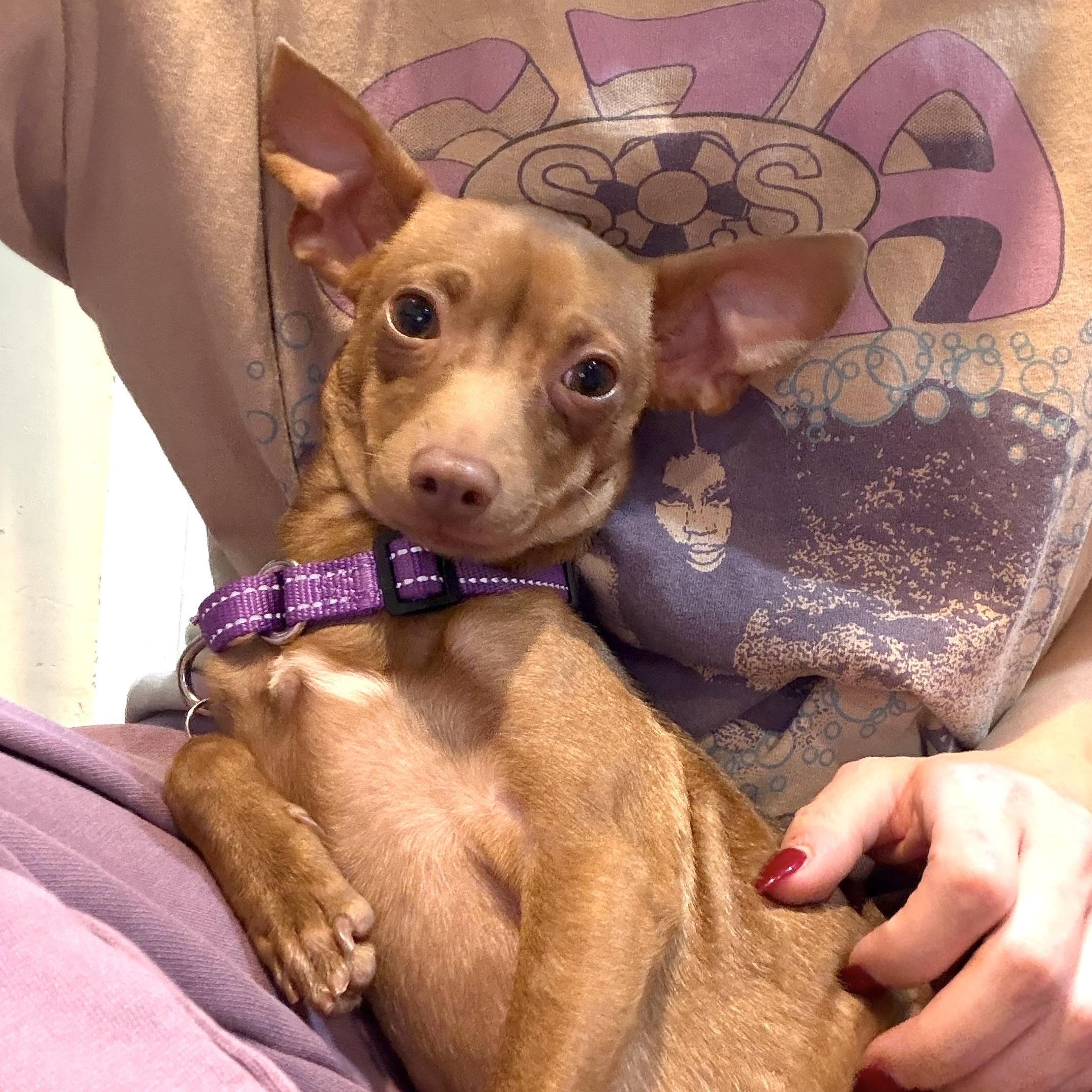 Enlarge Callie, a ADOPTABLE mixed breed in Brooklyn, NY image 1/6