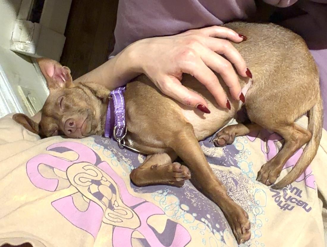 Enlarge Callie, a ADOPTABLE mixed breed in Brooklyn, NY image 6/6