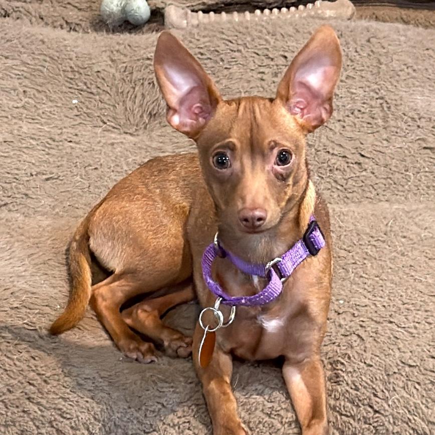 Enlarge Callie, a ADOPTABLE mixed breed in Brooklyn, NY image 3/6