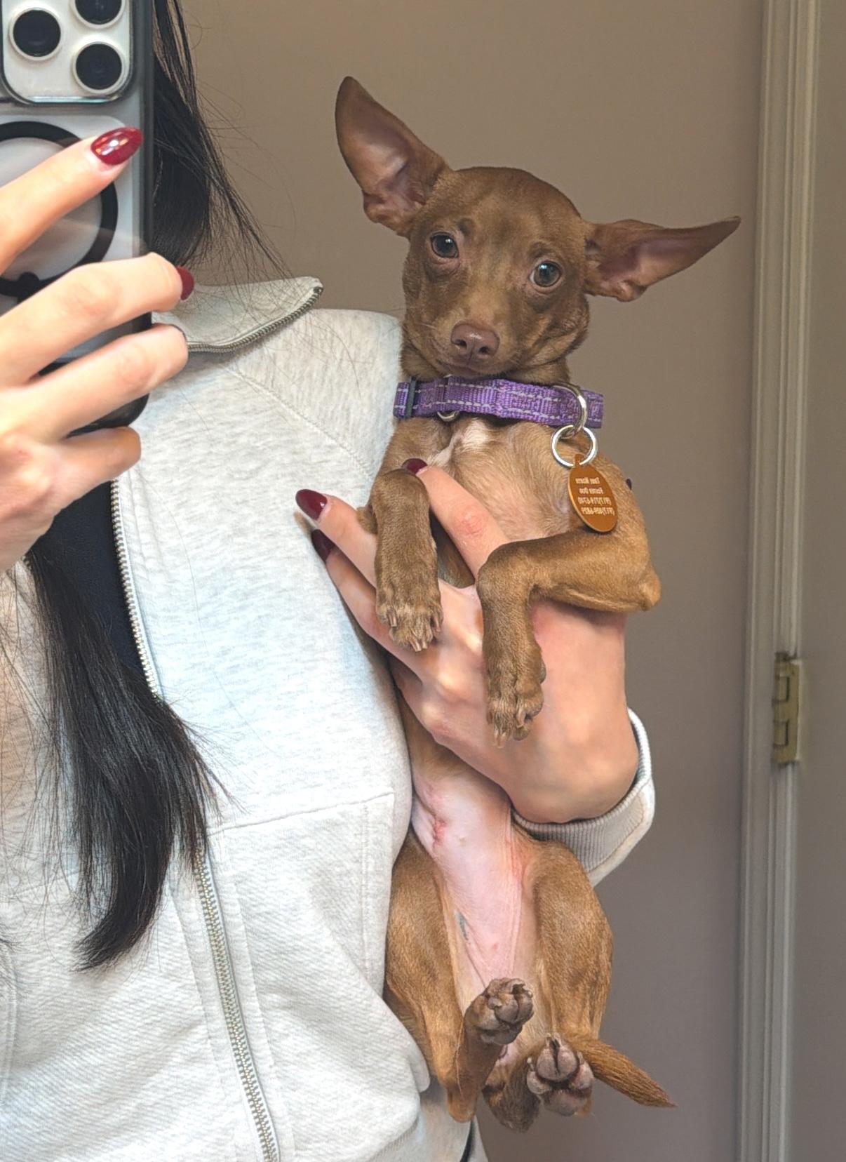 Enlarge Callie, a ADOPTABLE mixed breed in Brooklyn, NY image 4/6