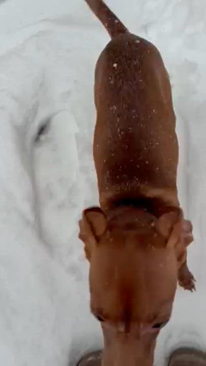 Enlarge Callie, a ADOPTABLE mixed breed in Brooklyn, NY video 5/6