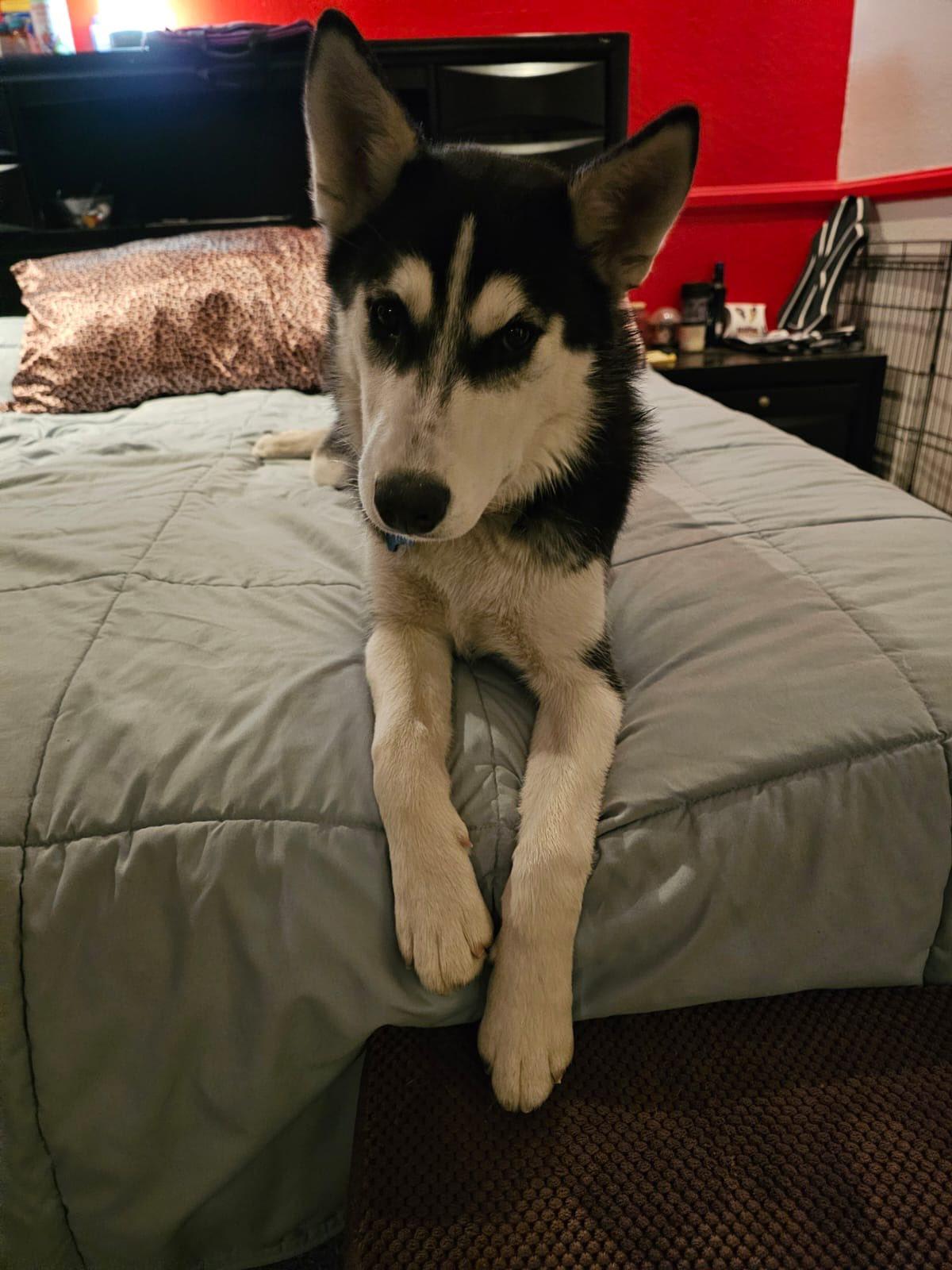 Lana, a ADOPTABLE Siberian Husky in Agua Dulce, CA image 1/6