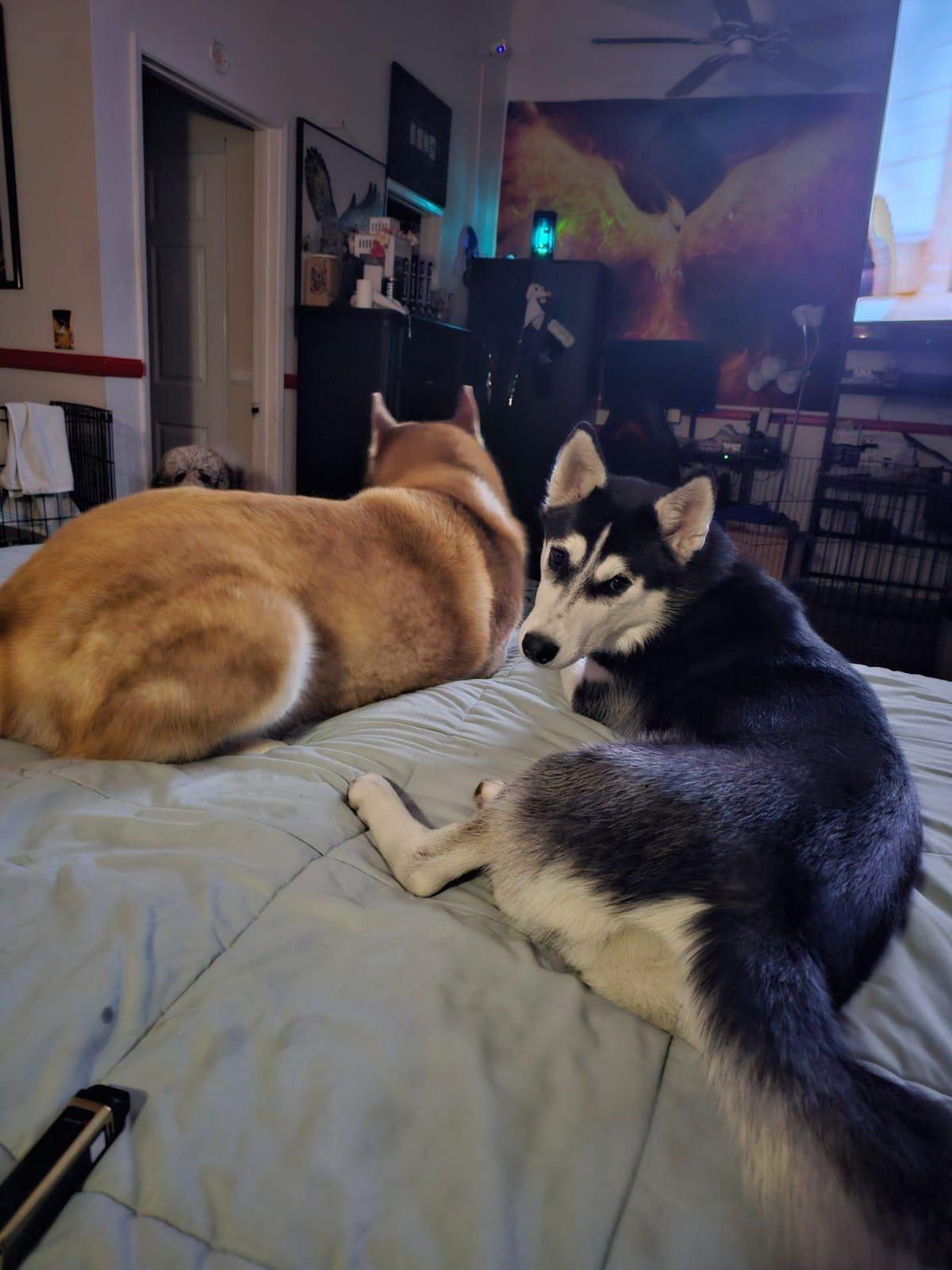 Lana, a ADOPTABLE Siberian Husky in Agua Dulce, CA image 2/6