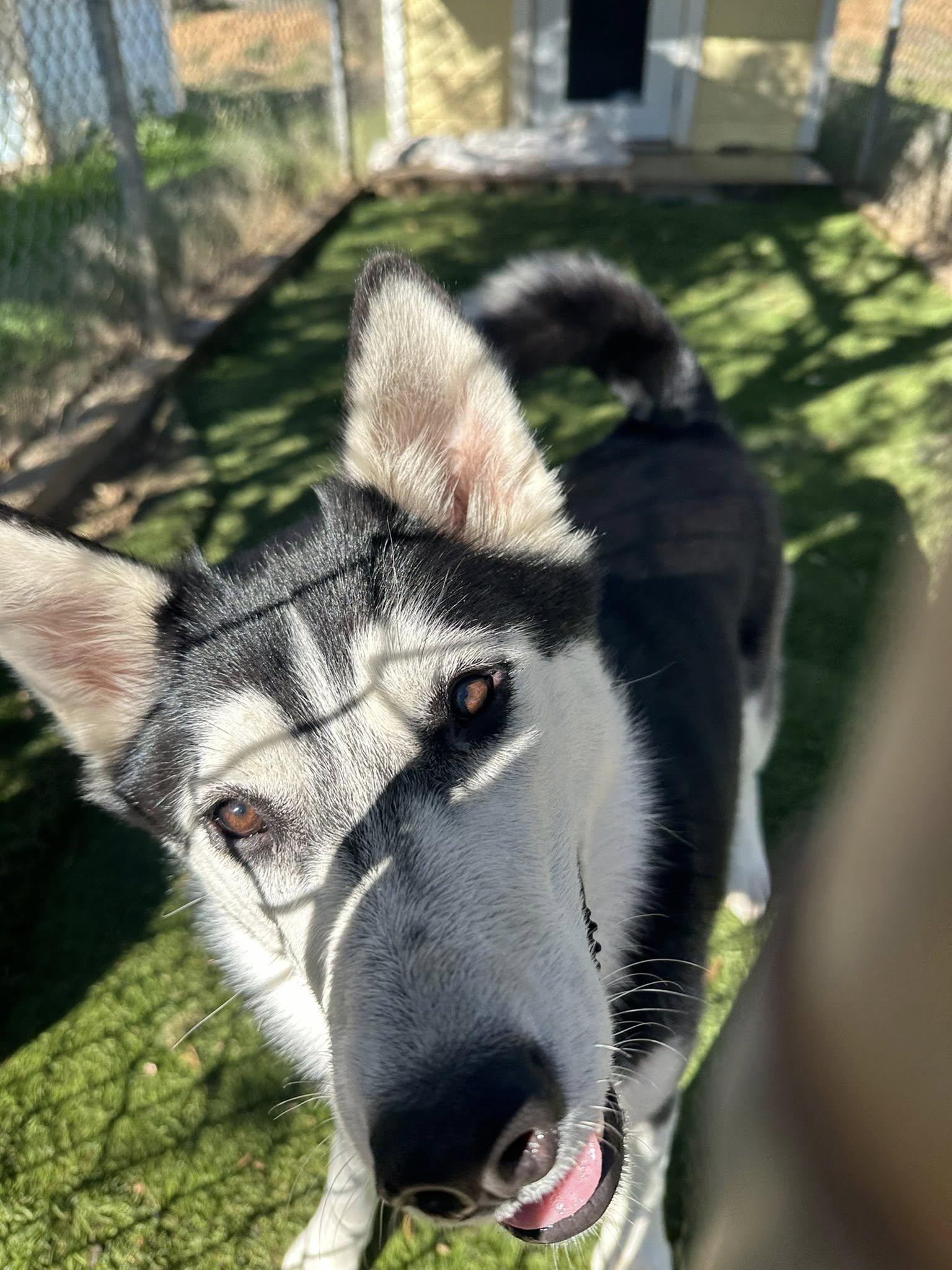 Lana, a ADOPTABLE Siberian Husky in Agua Dulce, CA image 3/6