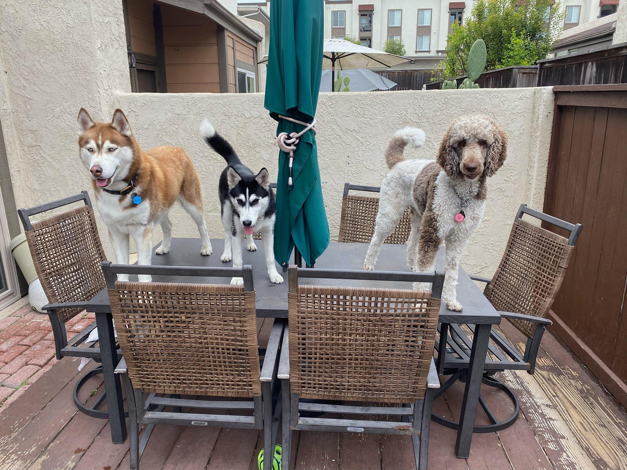Lana, a ADOPTABLE Siberian Husky in Agua Dulce, CA image 4/6