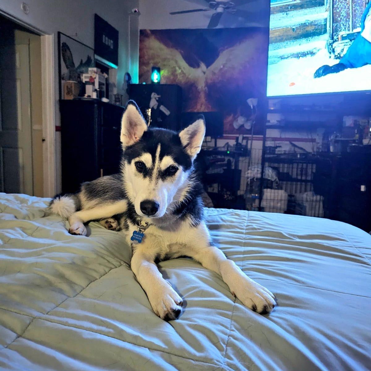 Lana, a ADOPTABLE Siberian Husky in Agua Dulce, CA image 5/6