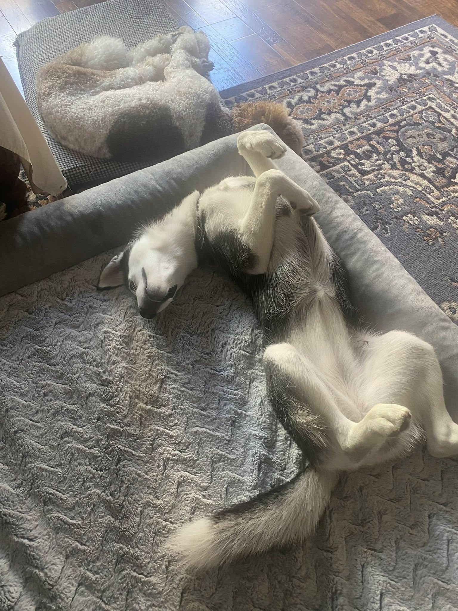 Lana, a ADOPTABLE Siberian Husky in Agua Dulce, CA image 6/6