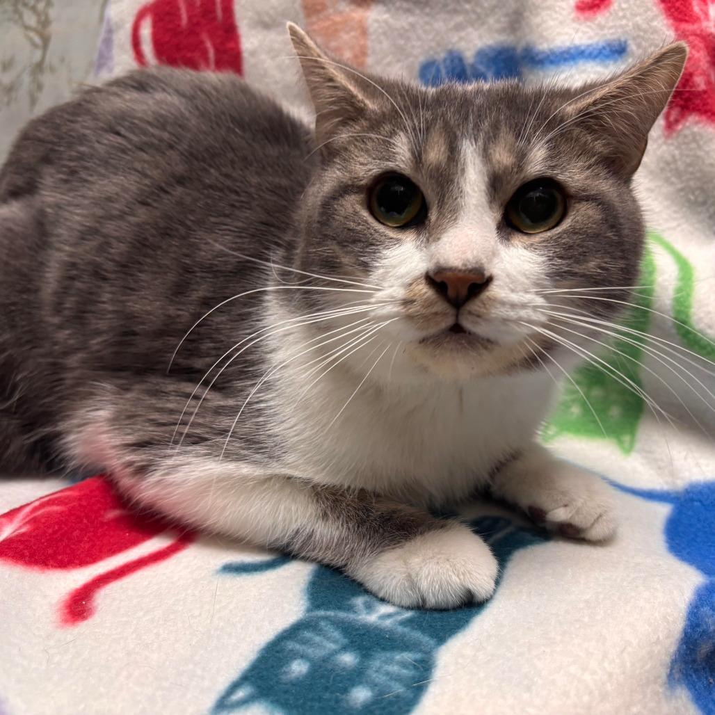 ALEX VAUSE, ADOPTABLE, Young Female Domestic Short Hair.