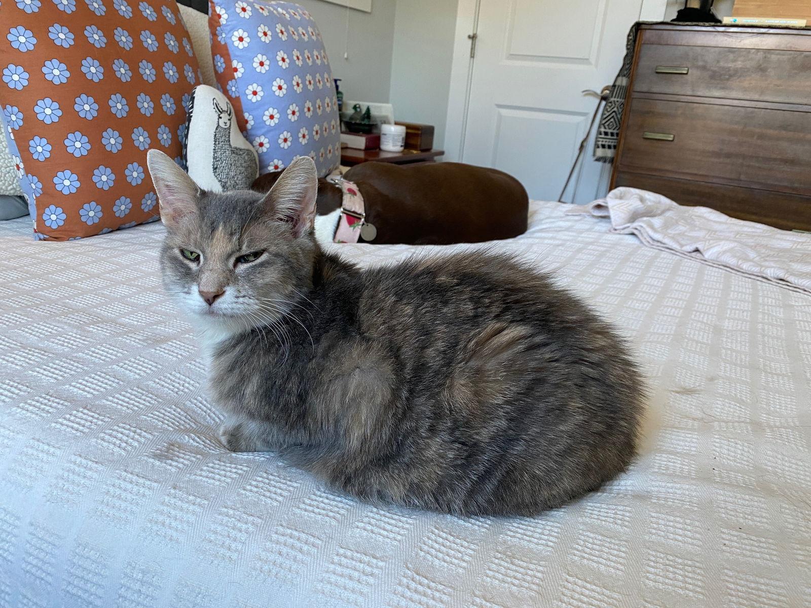 Enlarge Sweetie Kay, a Adoptable Domestic Short Hair in Wheaton, IL image 2/3