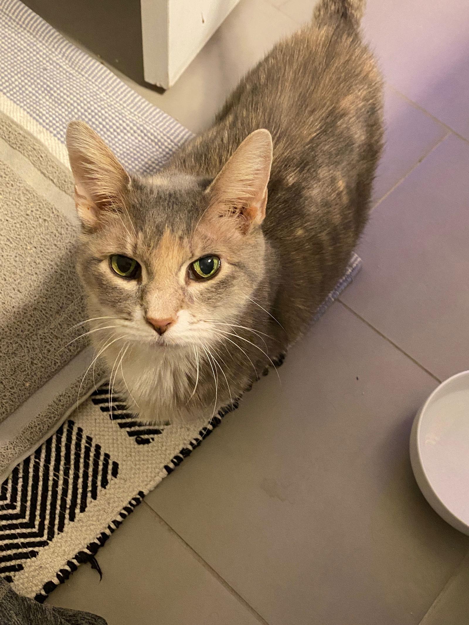 Enlarge Sweetie Kay, a Adoptable Domestic Short Hair in Wheaton, IL image 3/3