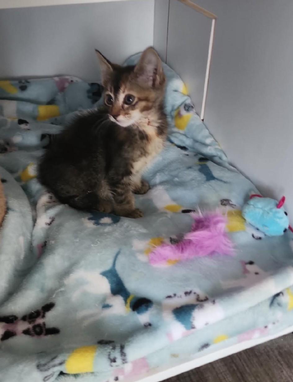 Princess Elsa, an adopted Domestic Short Hair in Sedalia, CO image 1/2