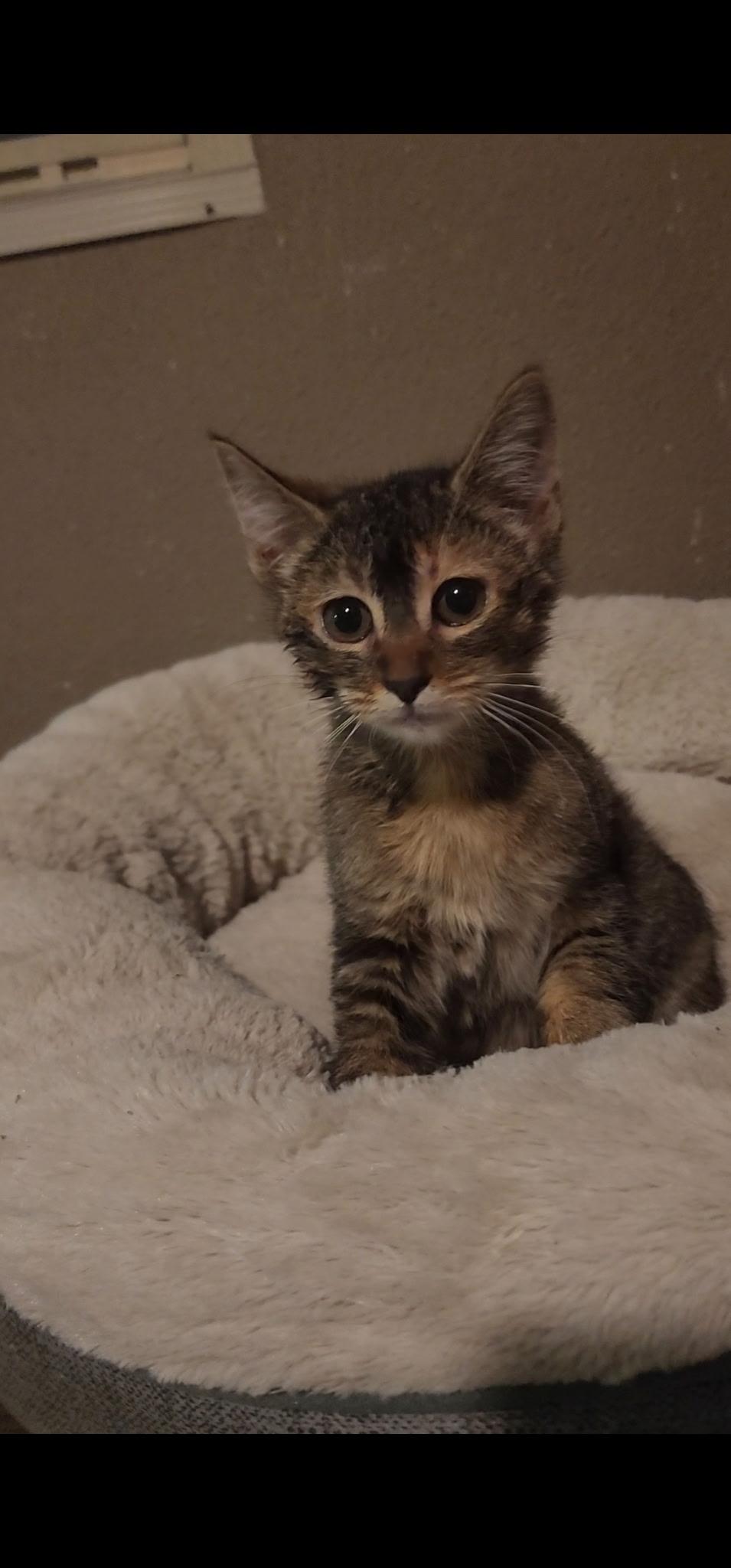 Princess Elsa, an adopted Domestic Short Hair in Sedalia, CO image 2/2