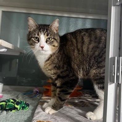 Ox, ADOPTABLE, Adult Male Domestic Short Hair.