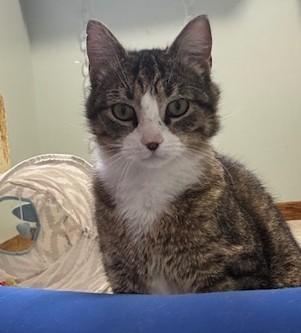 Enlarge Ox, a ADOPTABLE Domestic Short Hair in Hutchinson, MN image 2/6