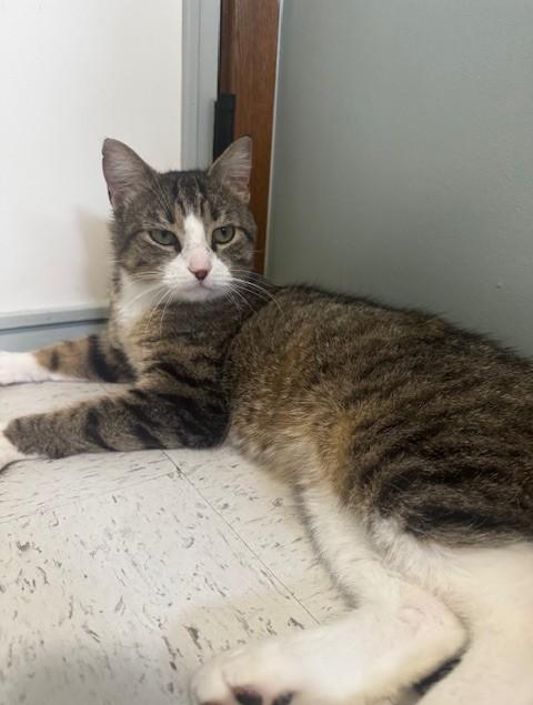 Enlarge Ox, a ADOPTABLE Domestic Short Hair in Hutchinson, MN image 3/6