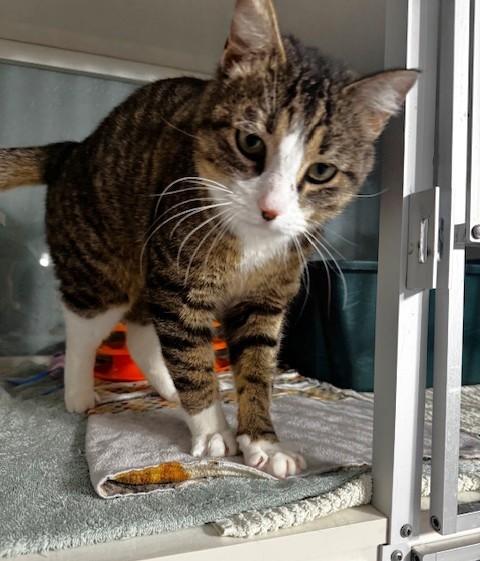 Enlarge Ox, a ADOPTABLE Domestic Short Hair in Hutchinson, MN image 6/6