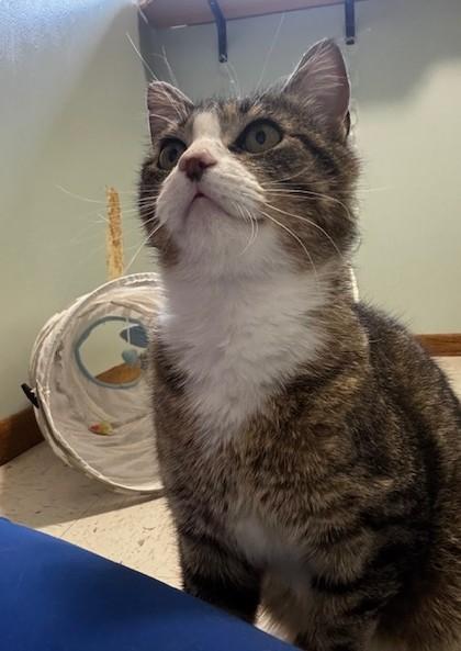 Enlarge Ox, a ADOPTABLE Domestic Short Hair in Hutchinson, MN image 4/6