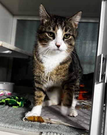 Enlarge Ox, a ADOPTABLE Domestic Short Hair in Hutchinson, MN image 5/6