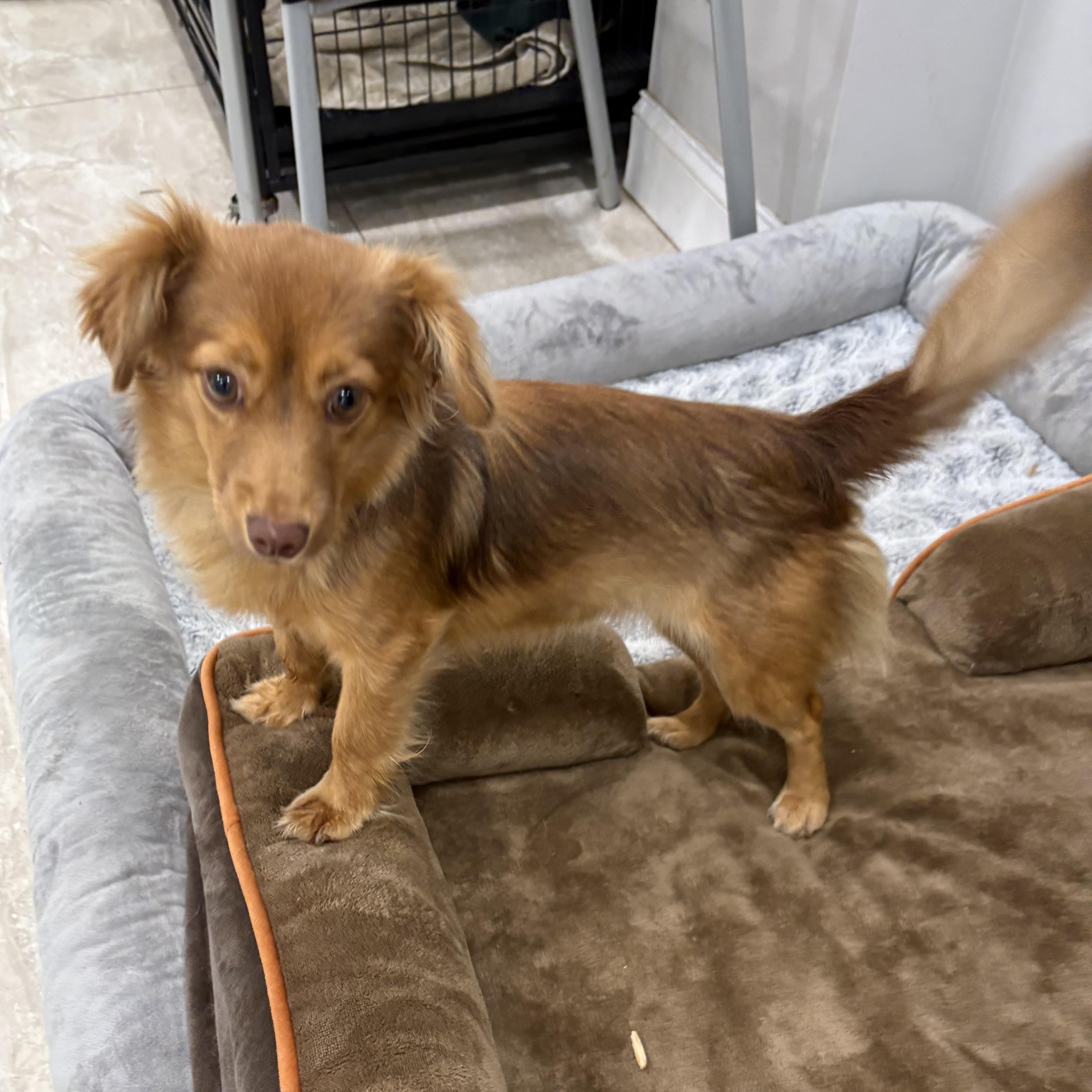 Pumpkin, an adopted mixed breed in Abington, PA image 1/2