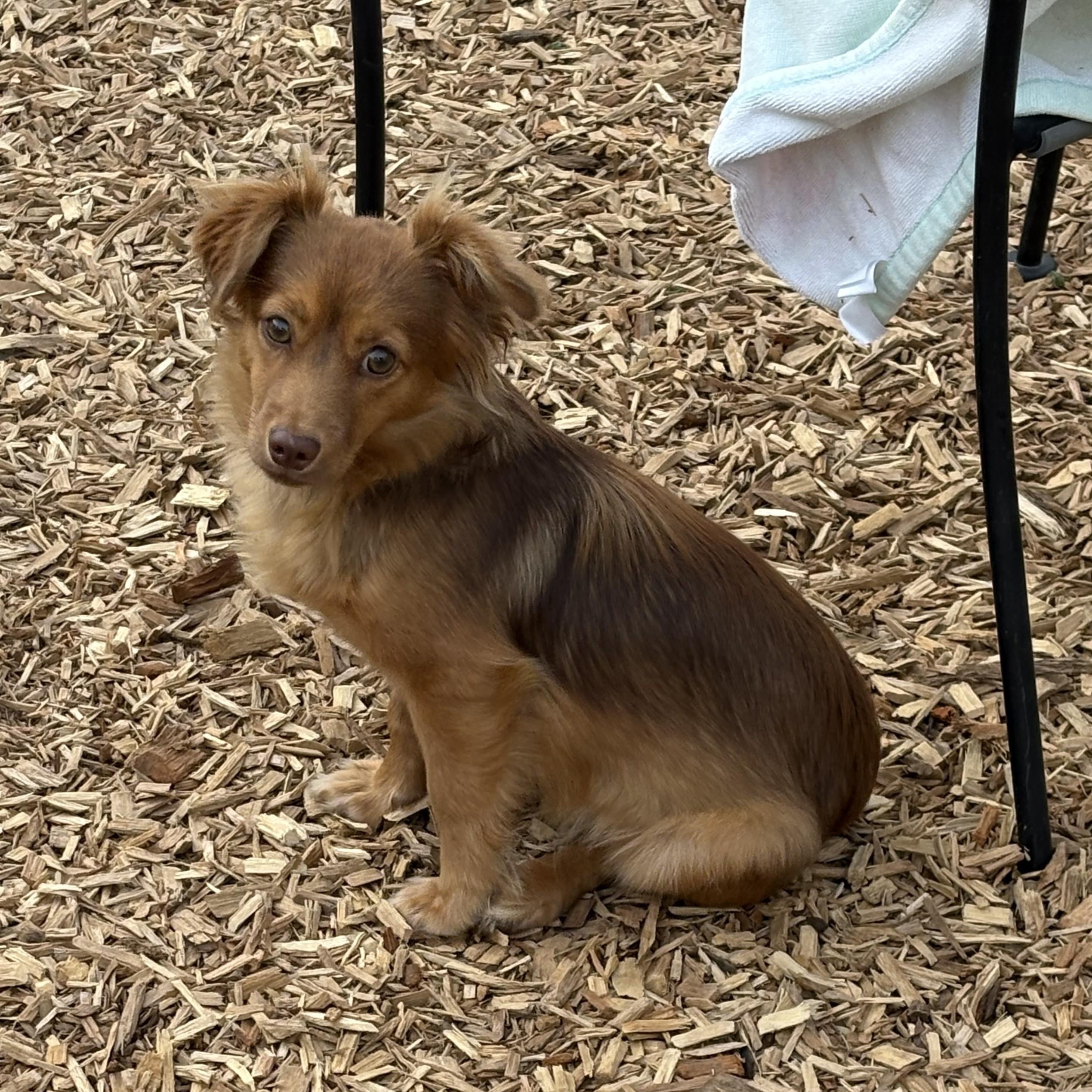 Pumpkin, an adopted mixed breed in Abington, PA image 2/2