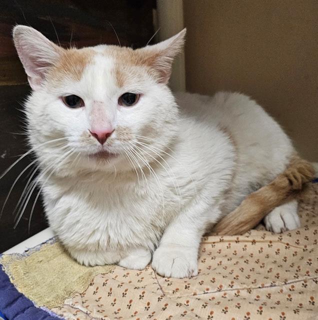 EXTRA, Adoptable, Young Male Domestic Short Hair.