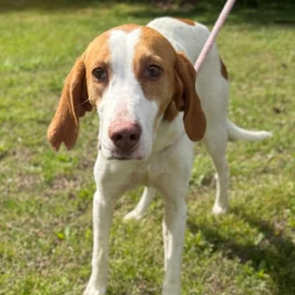 Lilly, a Adoptable American Foxhound in Chesapeake, VA image 1/3