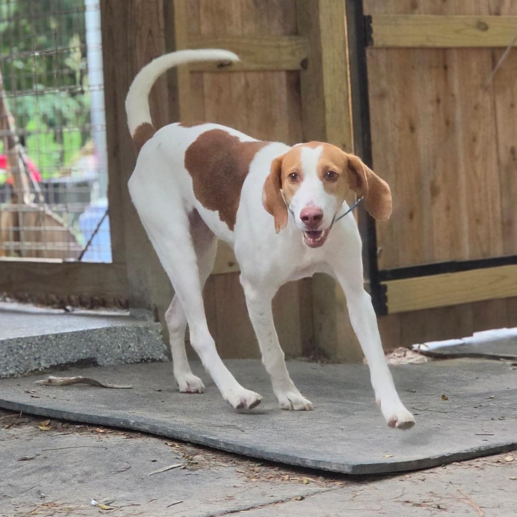 Lilly, a Adoptable American Foxhound in Chesapeake, VA image 2/3