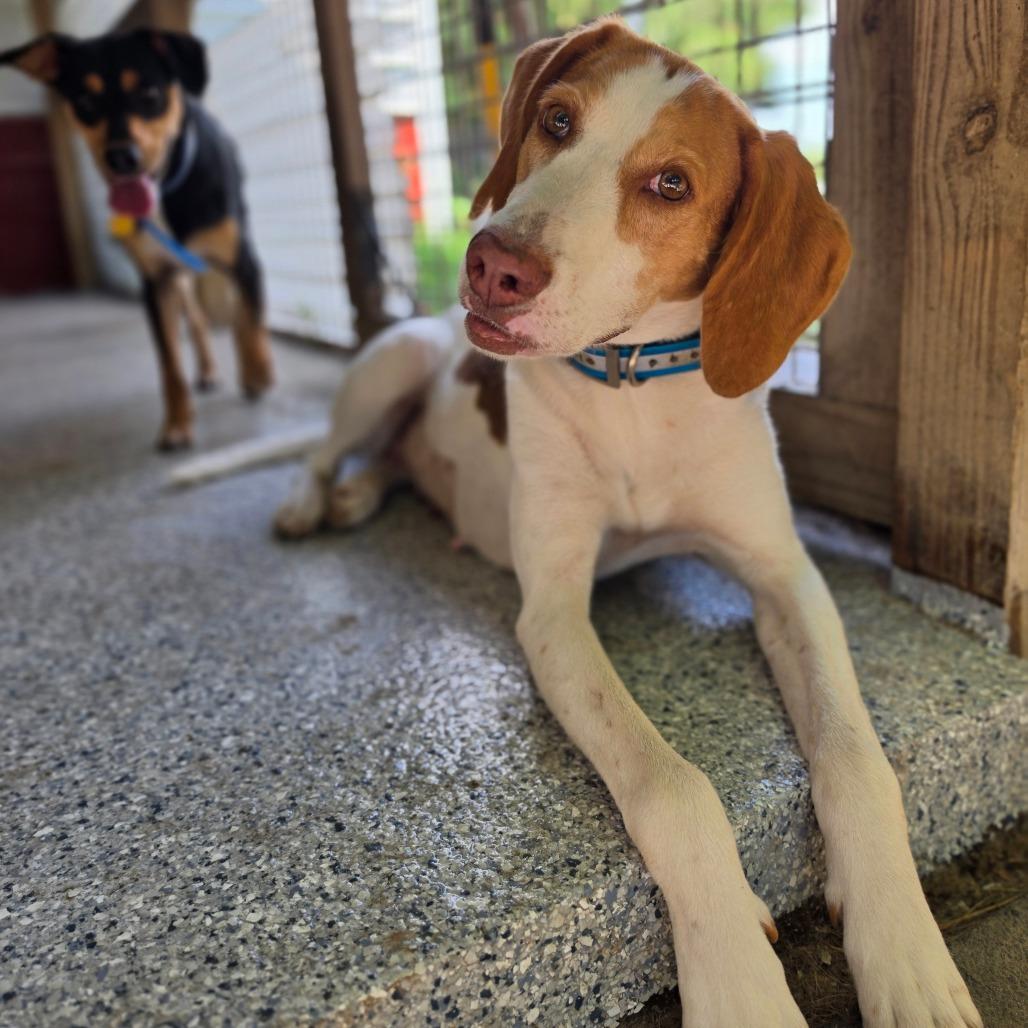 Lilly, a Adoptable American Foxhound in Chesapeake, VA image 3/3