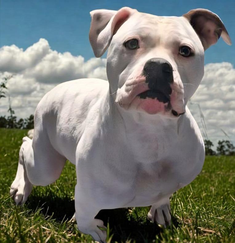 Feather, a Adoptable mixed breed in Murphysboro, IL image 1/5